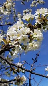 Cherry Blossoms