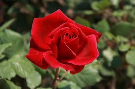 Rosa Mister Lincoln Wikipedia