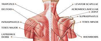 This hd wallpaper shoulder muscles names has viewed by 752 users. Shoulder Safety Boss Babe Coaching For Women