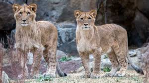 In fact, you can even book your airport transfer in a stay at hotel zoo berlin also comes with easy access to the neighborhoods around the hotel. Tierpark Zoo Und Wildpark Mit Kindern In Und Um Berlin Himbeer