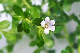Image result for Bacopa monnieri