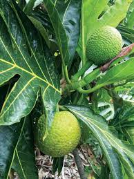 Pin On Breadfruit Biscuits