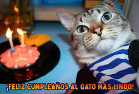 Check spelling or type a new query. Imagenes De Feliz Cumpleanos Para El Gato 50 Tarjetas De Felicitacion