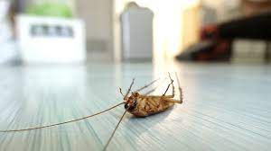 The landlord or the tenant? How Often Should Pest Control Be Done In Home