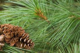 They usually grow 12 to 24 inches annually. Tips For Planting White Pines Care Of White Pine Trees In The Landscape