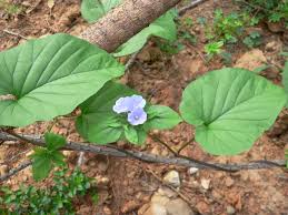 Image result for Jacquemontia