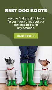 Emergency Care: What To Do If Your Dog Gets Stung By A Bee - Toe Beans