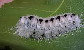 Black And Red Caterpillar Michigan Michigan Look But Don T Touch Cr News Mi Blogs