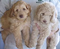 Learn More About The Labradoodle Dreamydoodles Com Labradoodle Puppy Labradoodle Dogs Labradoodle