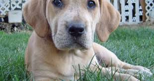 Black And Tan Plott Hound Lab Mix Pin On Dogs