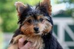 Yorkie Mix Puppies For Sale - Yorkie Mix Breed Info ...