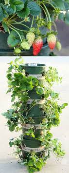 Diy Strawberry Tower With Reservoir Apiece Of Rainbow Tower Garden Diy Strawberry Tower Strawberry Planters