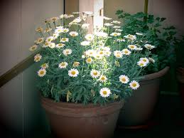 For example, the basil plant is considered holy by the hindus. Flowerpot Bucket Balcony Patio Plants Flowers Spring White Flowering Plant Flower Plant Pxfuel
