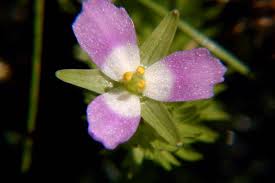 Image result for Mayacaceae