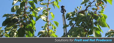 I'm interested to hear how everyone waters their fruit trees. Irrigation Solutions For Fruit And Nut Producers Senninger Irrigation