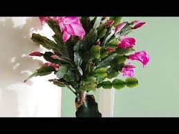 Grafting Christmas Cactus On Dragon Fruit Cactus Youtube Dragon Fruit Cactus Christmas Cactus Holiday Cactus