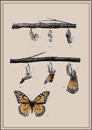 Pin En Illustraciencia 4