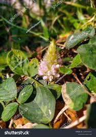 Image result for Uraria