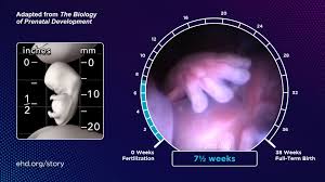 Your Life Before Birth – Read the Story