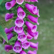 Check spelling or type a new query. Flowers That Symbolize Health A To Z Flowers