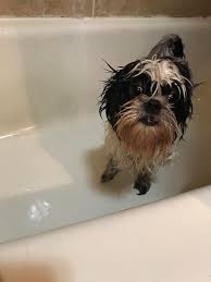 How to dry your dog after a bath, this video we well share our tips and tricks on correct drying techniques , how to dry your dog. Someone Was Angry That I Gave Her A Bath Shihtzu