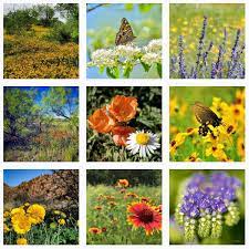 Twitter, facebook, pinterest or internettv. Texas Wildflower Central Lady Bird Johnson Wildflower Center