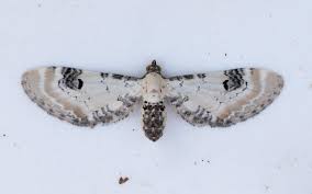 Image result for Eupithecia centaureata