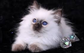 Dunyadaki Tum Kedi Turleri Google Da Ara Kedi Hayvanlar