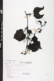 Image result for Adenia rumicifolia