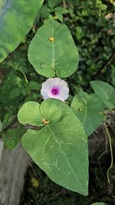 Image result for Dolichos trilobus