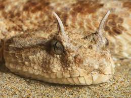 Horn Viper Animals Snake Lizard