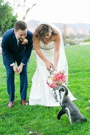 Get Married With A Penguin In His Tux Santa Barbara Zoo Events By Rinconsanta Barbara Weddings Eventsbyrincon Santa Barbara Zoo Wedding Event
