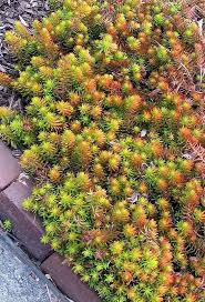 Image result for Sedum ruwenzoriense