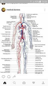 Pin On Muscle System