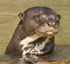 Giant Otter Cute Giant River Otter Otters Cute Sea Otter