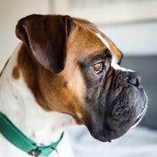 Maybe you would like to learn more about one of these? Boxer Pdsa