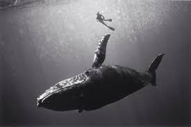 Check spelling or type a new query. Juxtapoz Magazine Underwater Photographs By Wayne Levin Underwater Photography Whale Underwater World
