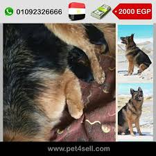 egypt cairo female german shepherd puppy 45 days old pet4sell female german shepherd shepherd puppies german shepherd puppies