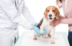 Next time you're in bend, make sure to visit our downtown store to browse our vast collection of souvenirs and locally made products. Plateau Veterinary Hospital Veterinarian Animal Hospital In Bend Or Plateau Veterinary Hospital