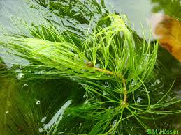 Image result for Ceratophyllum submersum