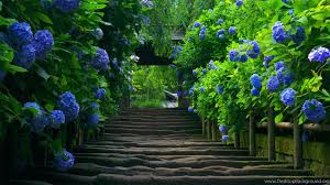Windows Desktop Backgrounds Nature Windows 10 Desktop Backgrounds So today we are sharing a huge list of 400 awesome windows 10 wallpapers. nature windows 10 desktop backgrounds
