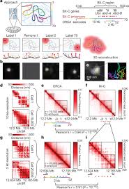 Visualizing Dna Folding And Rna In Embryos At Single Cell Resolution Gene Expression In Situ Hybridization Cell