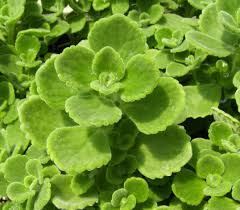 Thyme Spanish Cuban Oregano Planting Herbs Oregano Plant Thyme Plant