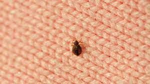 Silverfish can be a sign of larger problems. How To Get Rid Of Bed Bugs Fast Using The Best Products And Home Remedies Real Homes