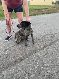 My husband and I just found this dog running loose in the Mac construction  lot, just outside the Jeffersonville Animal Shelter. He or she (didn't pay  attention to that part of the