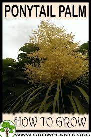 Fast delivery, safe ship warranty! Ponytail Palm How To Grow Care