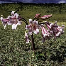 Image result for Crinum macowanii