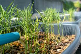 How To Create An Aquaponic Herb Garden With Mason Jars Food Gardening Network