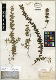 Image result for Psychotria djumaensis