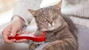 Pet parents rejoice — cat shedding is manageable Do Domestic Shorthair Cats Shed A Lot My British Shorthair